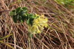 Lasiosiphon anthylloides