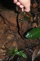 Micrurus lemniscatus helleri