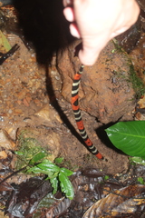 Micrurus lemniscatus helleri