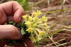 Lasiosiphon anthylloides