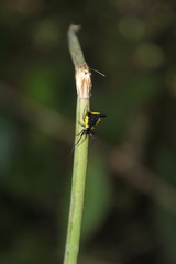 Micrathena pungens
