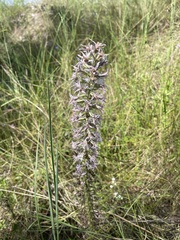 Liatris bridgesii