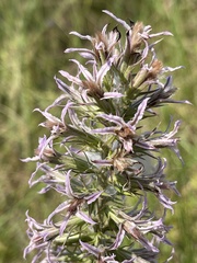 Liatris bridgesii