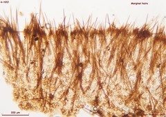 Trichophaea gregaria