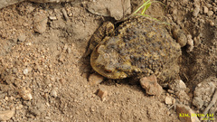 Bufo gargarizans