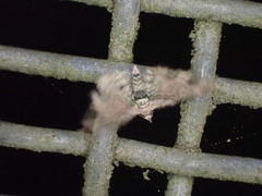 Chloroclystis sphragitis