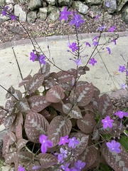 Pseuderanthemum alatum