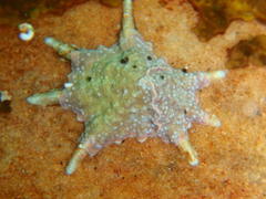 Scutellastra longicosta