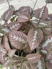 Pseuderanthemum alatum