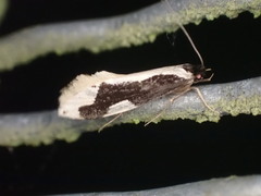 Thallostoma
