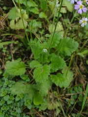 Primula malacoides