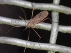 Amphineurus insulsus