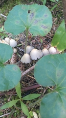 Coprinellus impatiens