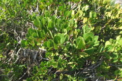 Apodytes abbottii