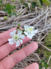 Rubus wheeleri