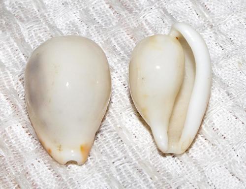 Cypraeovula edentula