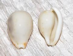 Cypraeovula edentula