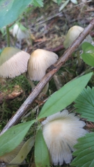 Coprinellus impatiens