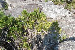 Apodytes abbottii
