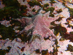 Scutellastra longicosta