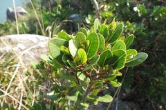 Apodytes abbottii