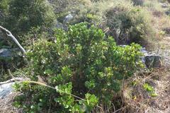 Apodytes abbottii