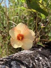 Peltaea riedelii