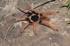 Megaphobema robustum