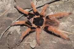 Megaphobema robustum