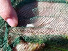 Austrolebias bellottii