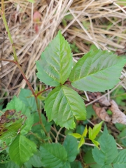 Rubus heterophyllus