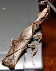 Phyllocrania paradoxa