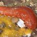 Plump Bristleworm - Photo (c) Brian du Preez, some rights reserved (CC BY-SA), uploaded by Brian du Preez