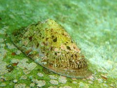 Cymbula compressa