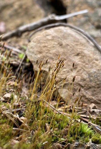 Representative image of Ditrichum pusillum