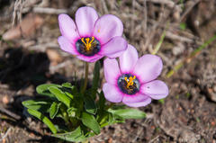 Moraea melanops