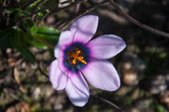 Moraea melanops