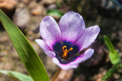 Moraea melanops