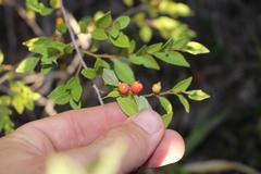 Cryptocarya wyliei