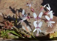 Pelargonium bubonifolium
