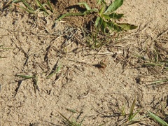 Anastoechus barbatus