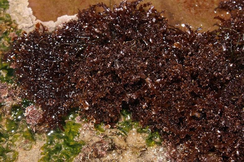 Sawedge Jellyweed