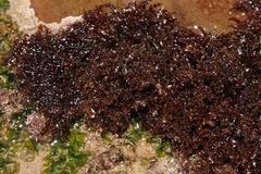 Gelidium pristoides