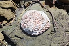 Haliotis midae