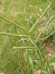 Paspalum pubiflorum glabrum
