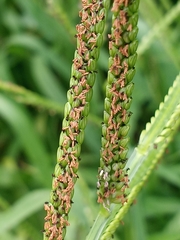 Paspalum pubiflorum glabrum