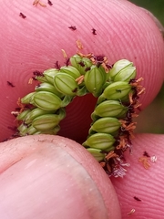 Paspalum pubiflorum glabrum