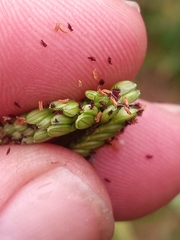 Paspalum pubiflorum glabrum