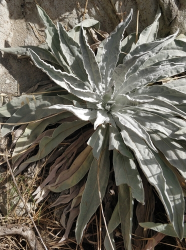 Matthiola maderensis