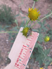 Acmaeodera maculifera